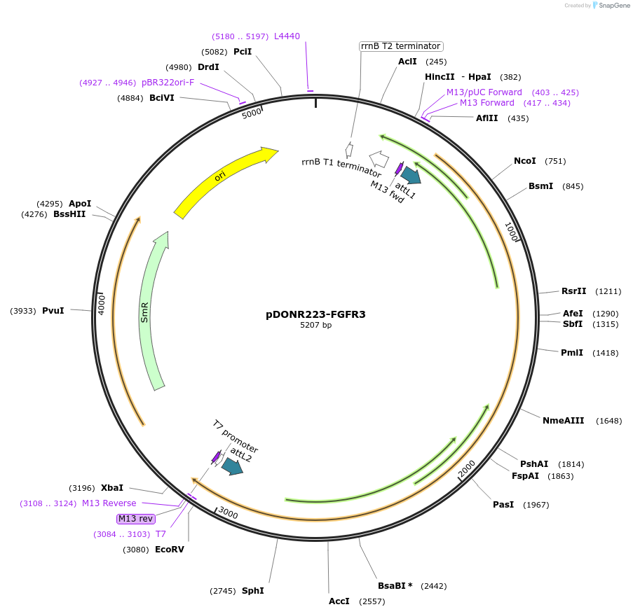 23933-plasmid-map-sequence-id-132740