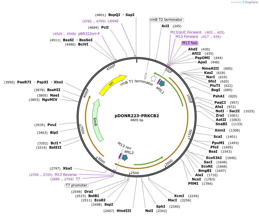 23764-plasmid-map-sequence-id-132743