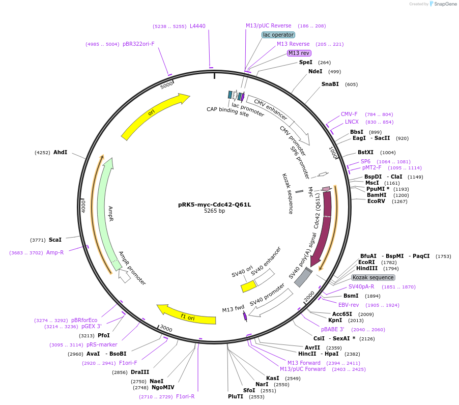 12974-plasmid-map-sequence-id-132746
