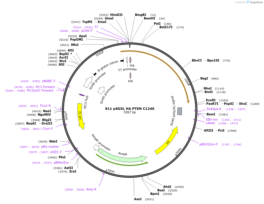 10744-plasmid-map-sequence-id-132750