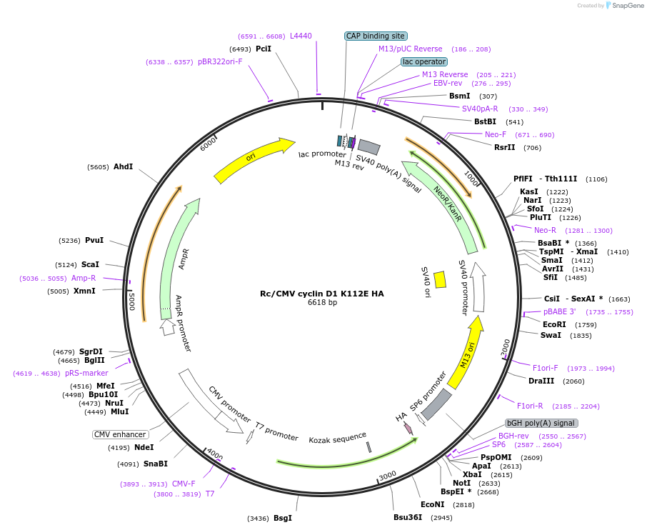 8952-plasmid-map-sequence-id-132751