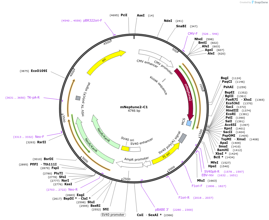54836-plasmid-map-sequence-id-132753