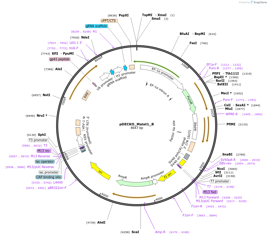 72621-plasmid-map-sequence-id-132755