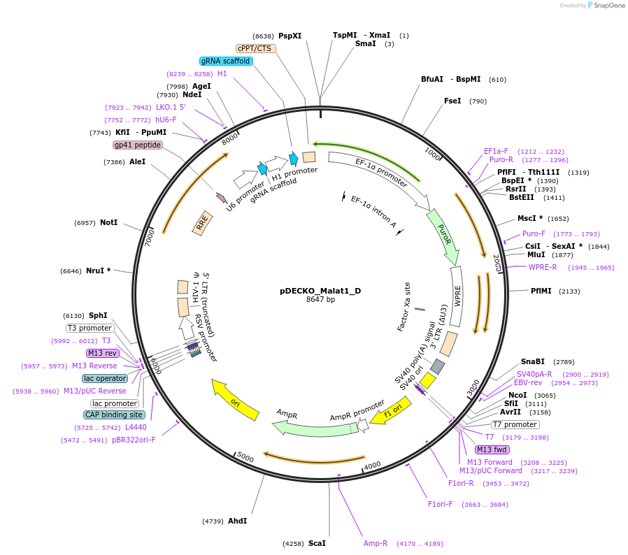 72623-plasmid-map-sequence-id-132758