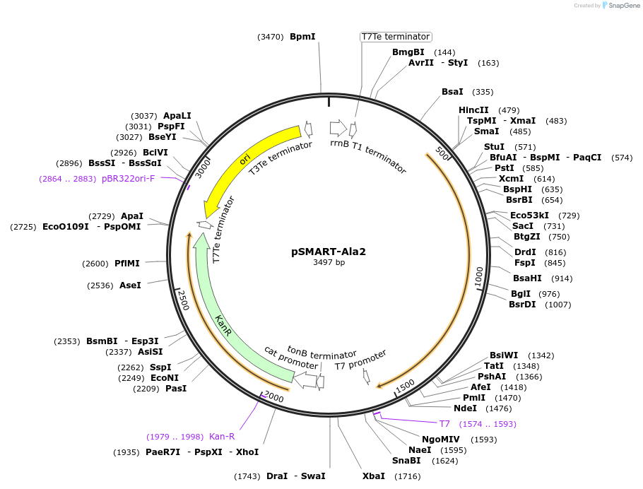 71326-plasmid-map-sequence-id-132780