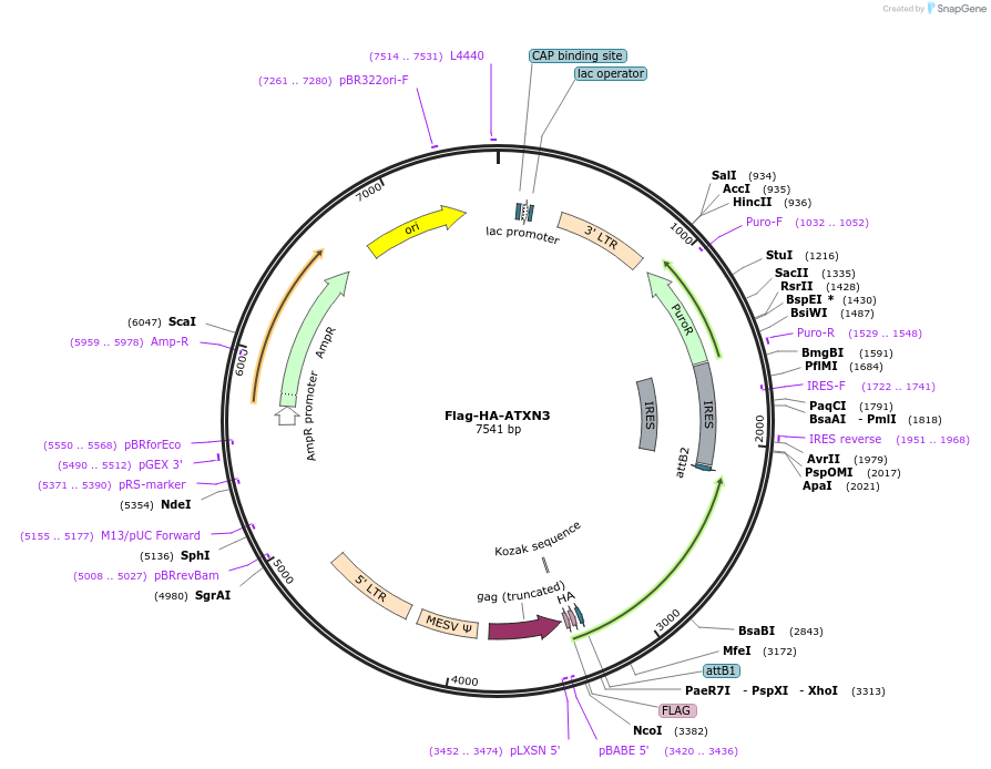 22538-plasmid-map-sequence-id-132788