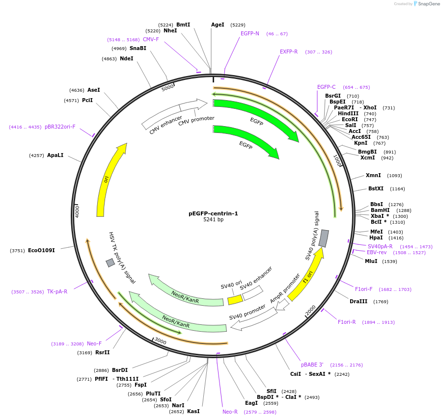 72641-plasmid-map-sequence-id-132790