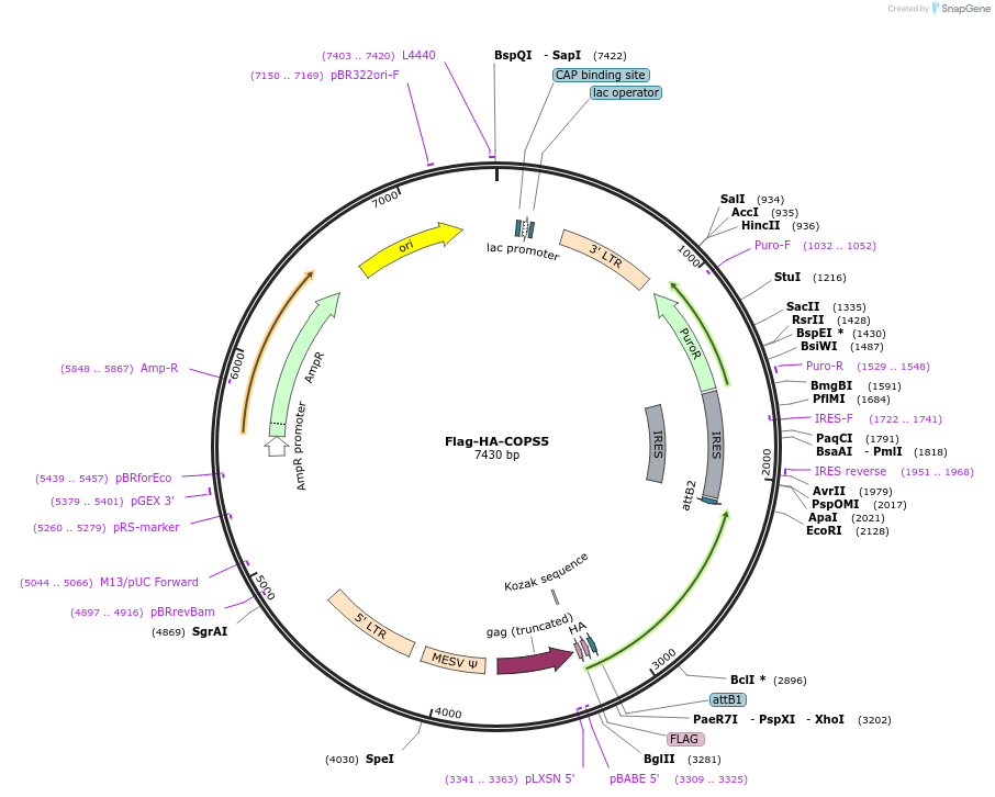 22541-plasmid-map-sequence-id-132792