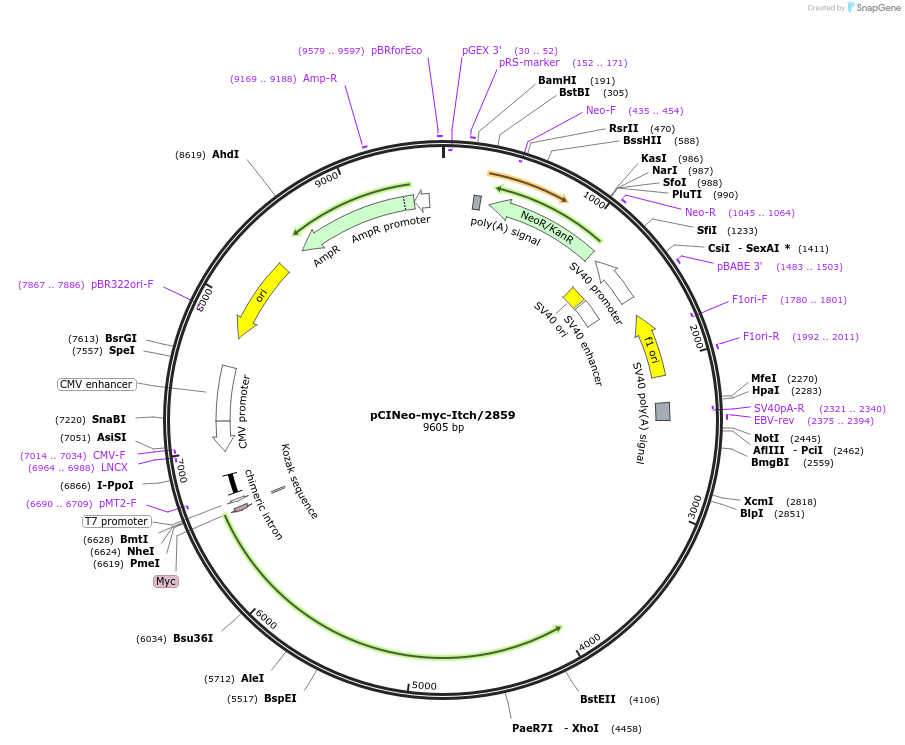 11427-plasmid-map-sequence-id-132794