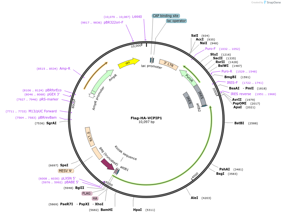 22592-plasmid-map-sequence-id-132796