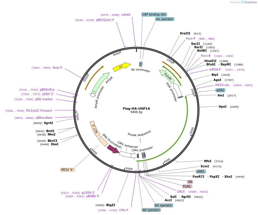 22595-plasmid-map-sequence-id-132797