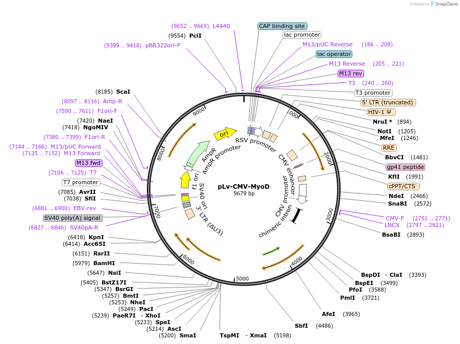 26808-plasmid-map-sequence-id-132807
