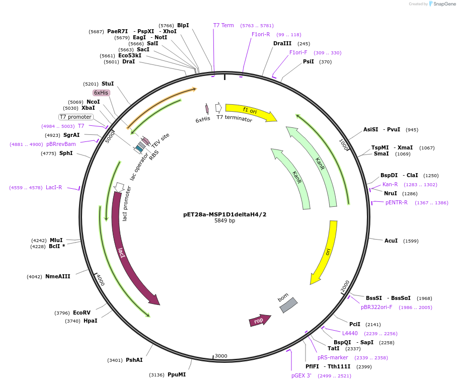 71712-plasmid-map-sequence-id-132809