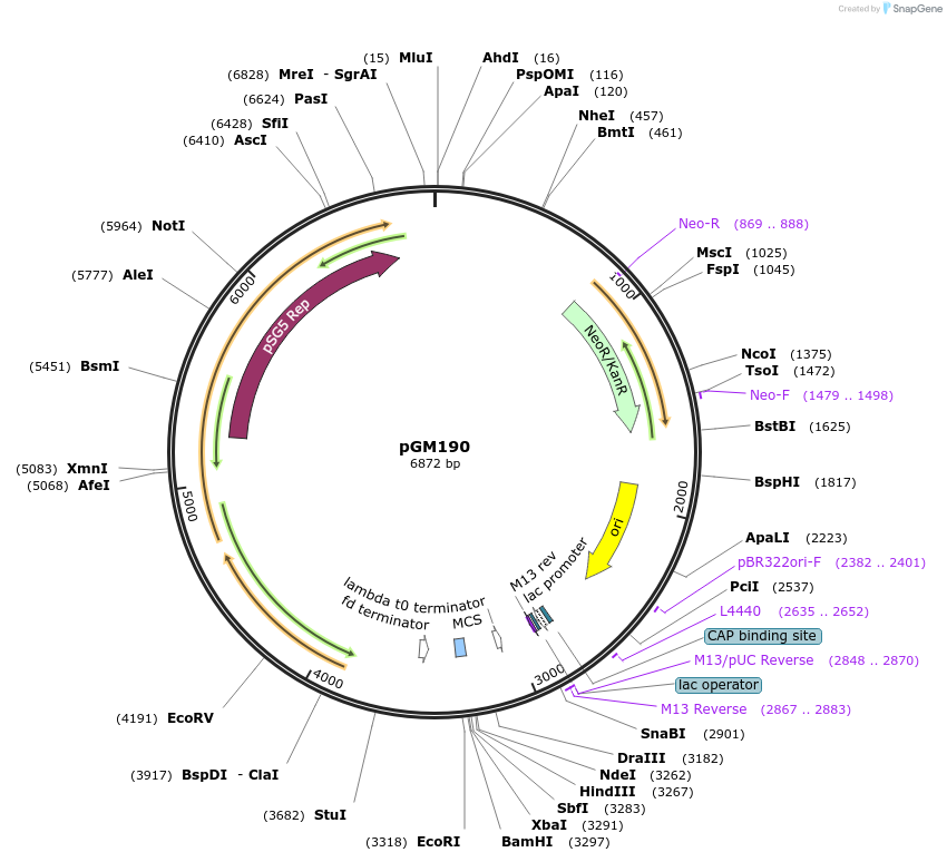 69614-plasmid-map-sequence-id-132831