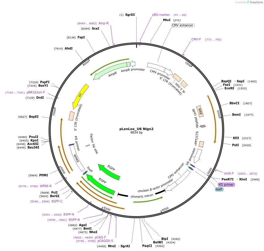 59358-plasmid-map-sequence-id-132852