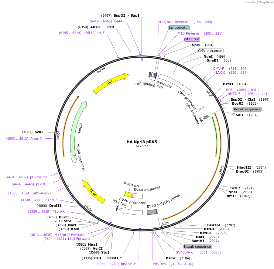 46330-plasmid-map-sequence-id-132858
