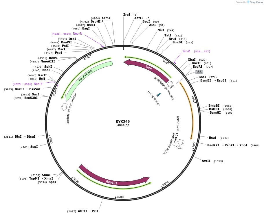 69514-plasmid-map-sequence-id-132917