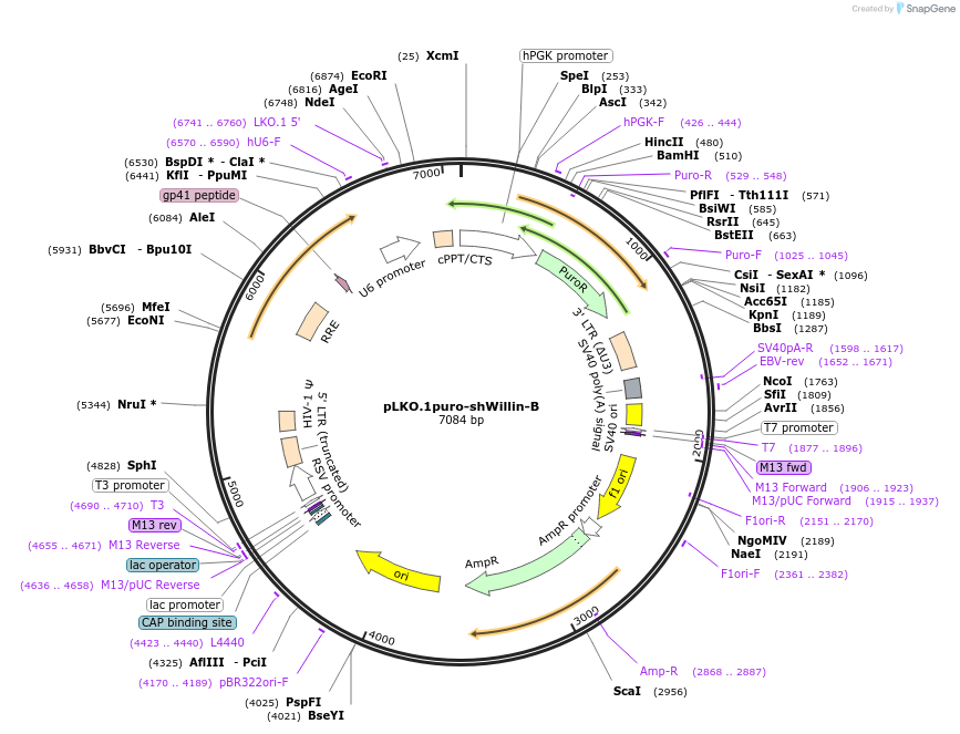 40886-plasmid-map-sequence-id-132922