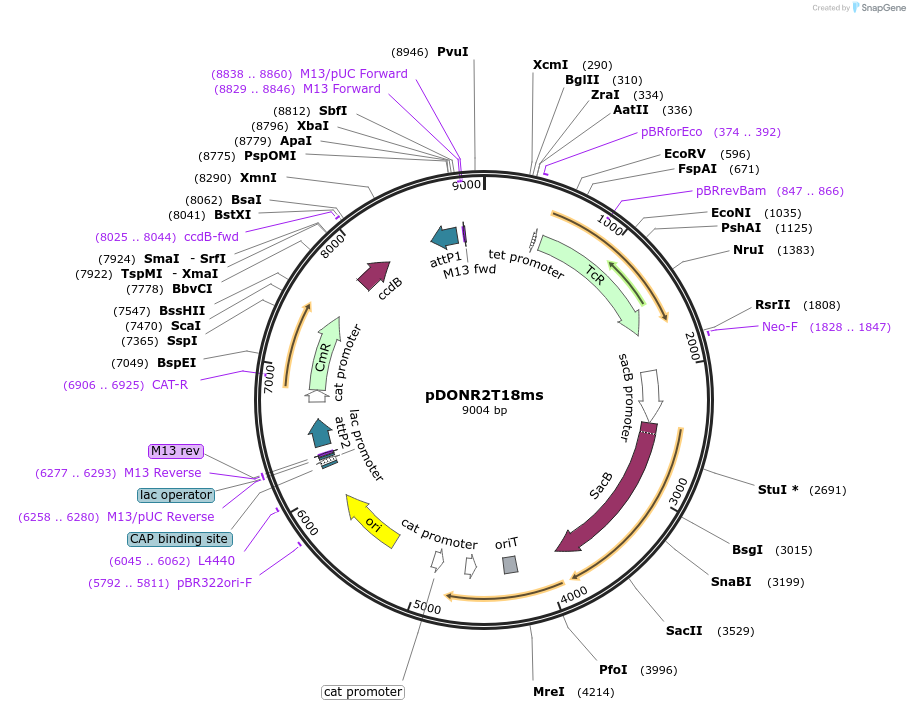 72645-plasmid-map-sequence-id-133017