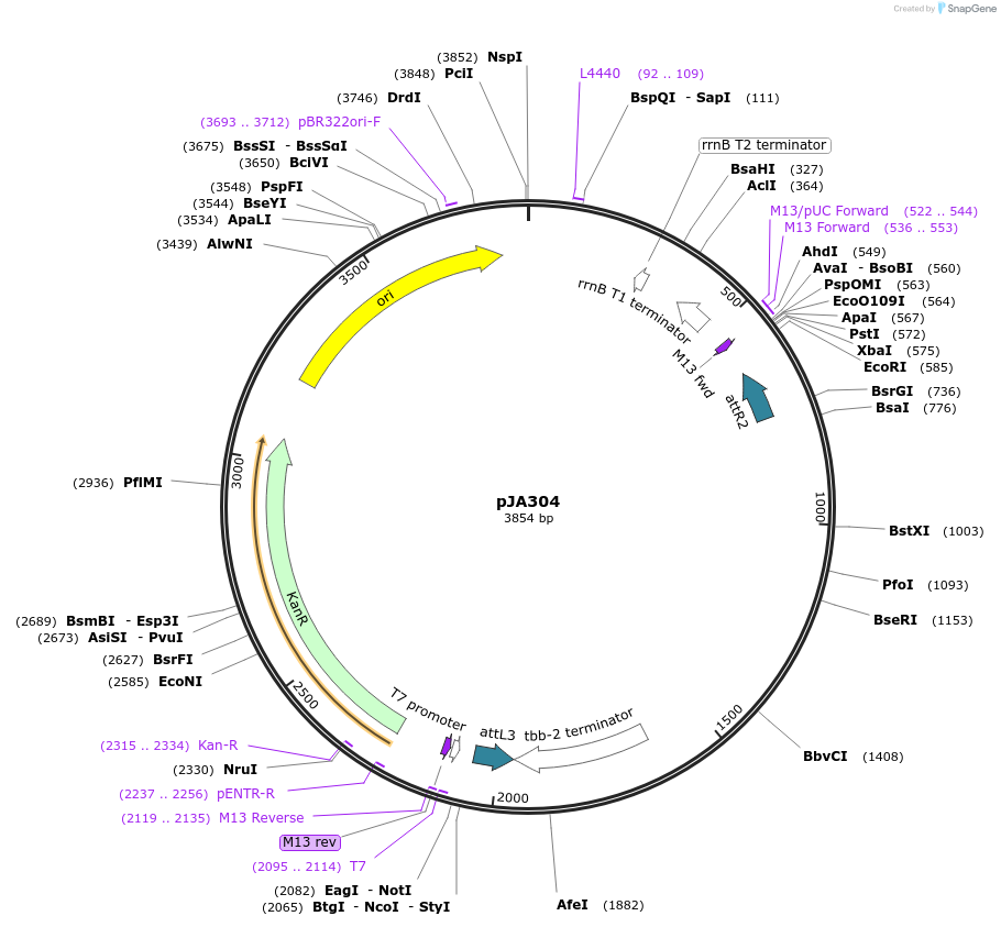 28091-plasmid-map-sequence-id-13302