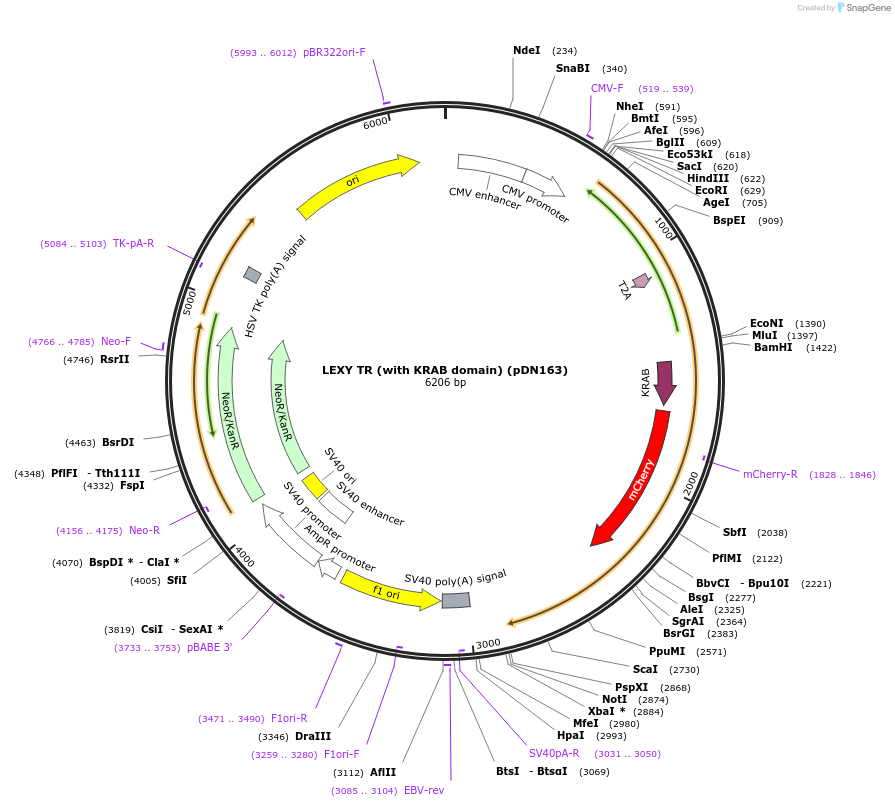 72662-plasmid-map-sequence-id-133056