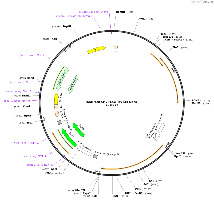 22745-plasmid-map-sequence-id-133061