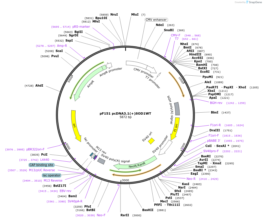 26397-plasmid-map-sequence-id-133074