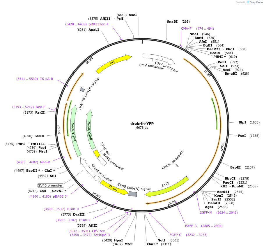 40359-plasmid-map-sequence-id-133084