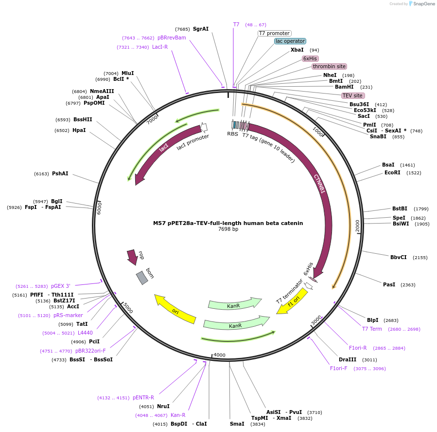 17198-plasmid-map-sequence-id-133089