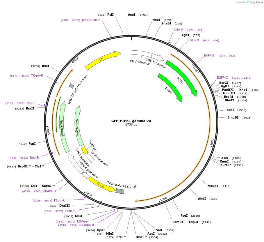 22299-plasmid-map-sequence-id-133090