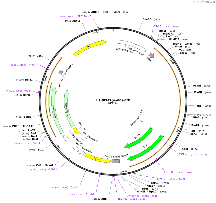 11107-plasmid-map-sequence-id-133094