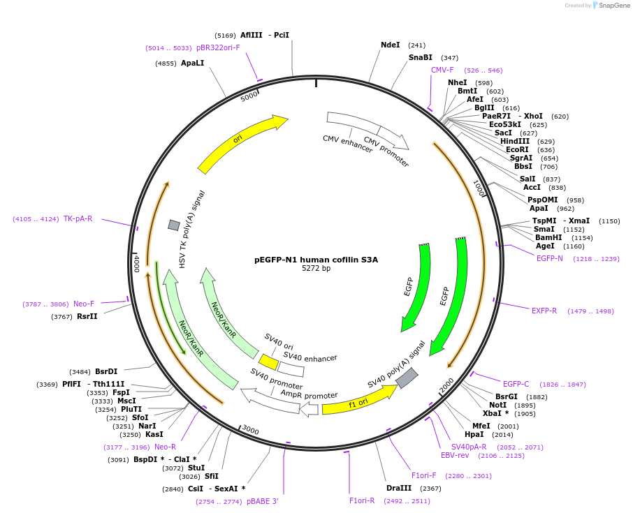 50860-plasmid-map-sequence-id-133100