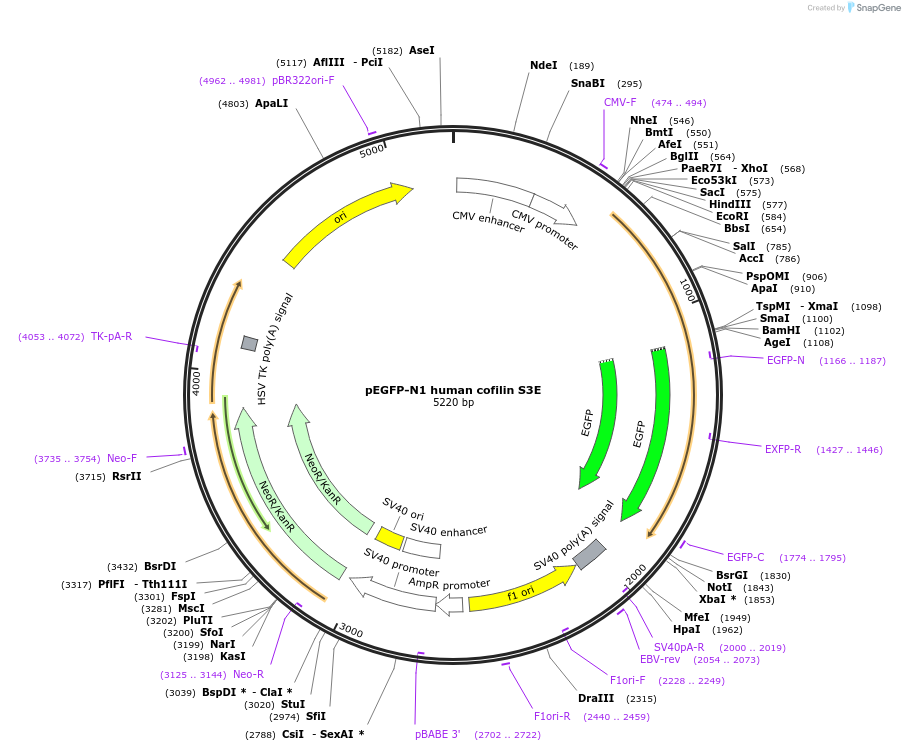 50861-plasmid-map-sequence-id-133102
