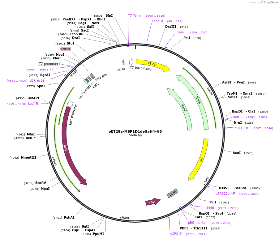 71717-plasmid-map-sequence-id-133106