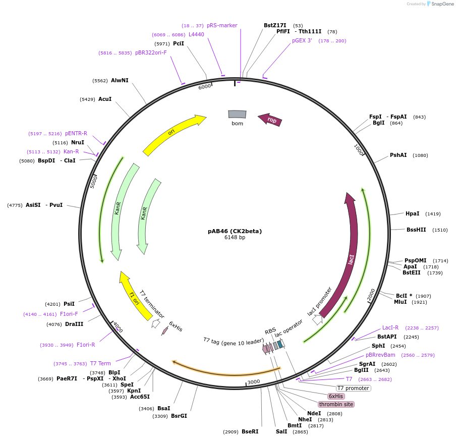 27085-plasmid-map-sequence-id-133114