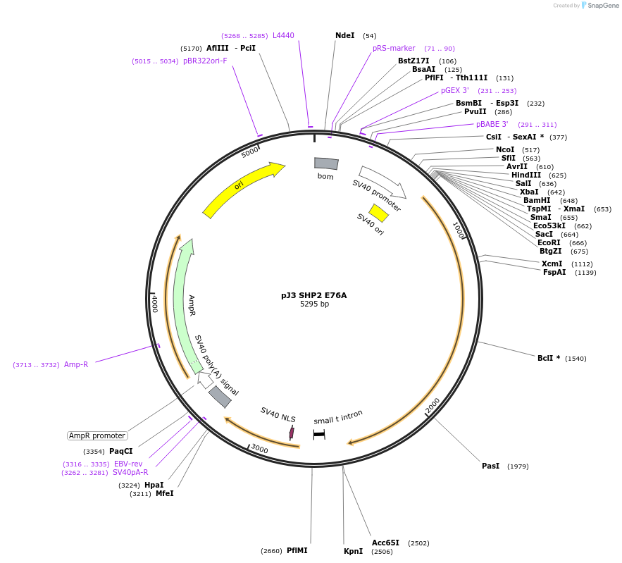 8321-plasmid-map-sequence-id-133131