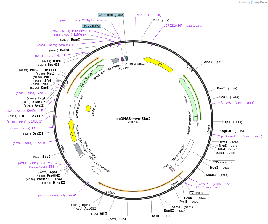 19947-plasmid-map-sequence-id-133140