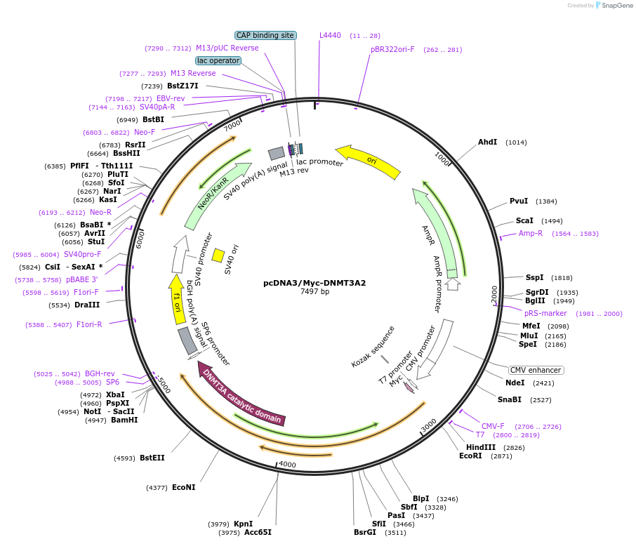36941-plasmid-map-sequence-id-133144