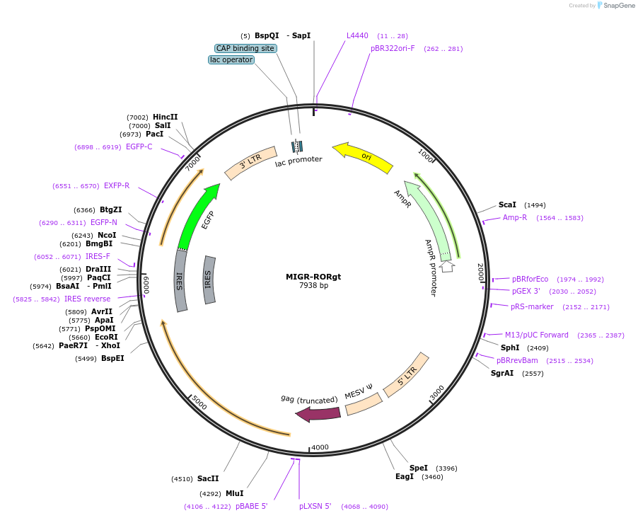 24069-plasmid-map-sequence-id-133147