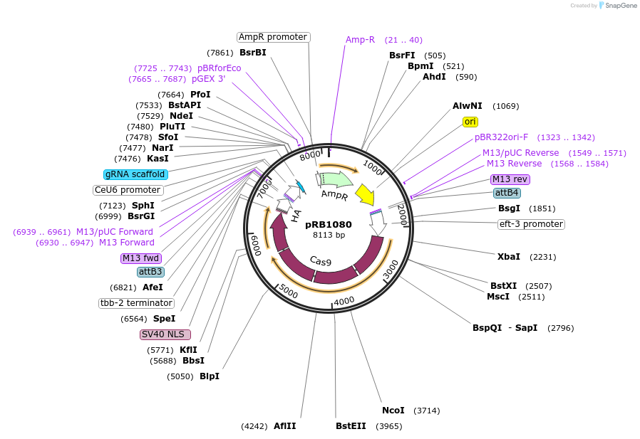 71309-plasmid-map-sequence-id-133149