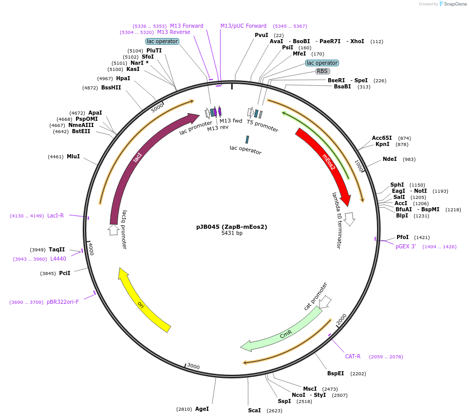 72651-plasmid-map-sequence-id-133156