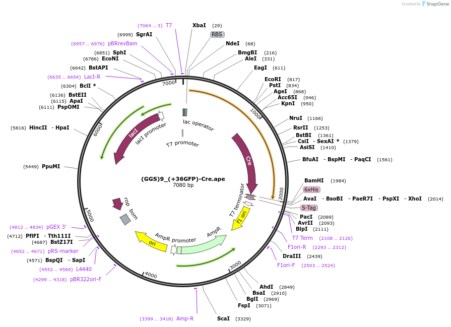 71747-plasmid-map-sequence-id-133158