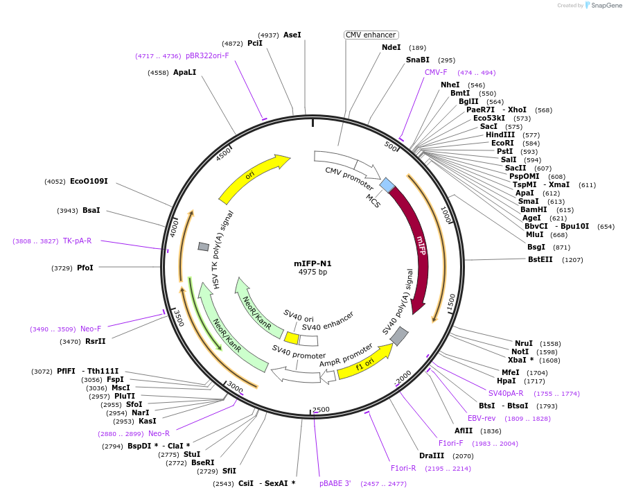 54620-plasmid-map-sequence-id-133167