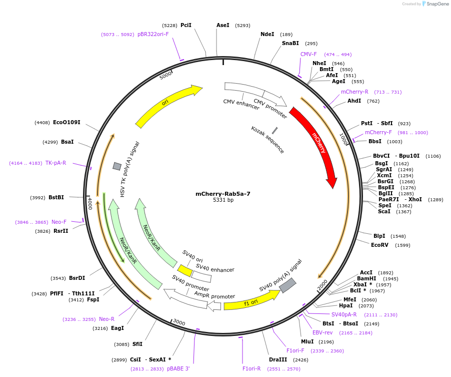 55126-plasmid-map-sequence-id-133168