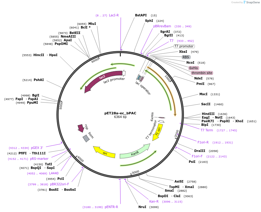 28135-plasmid-map-sequence-id-13331