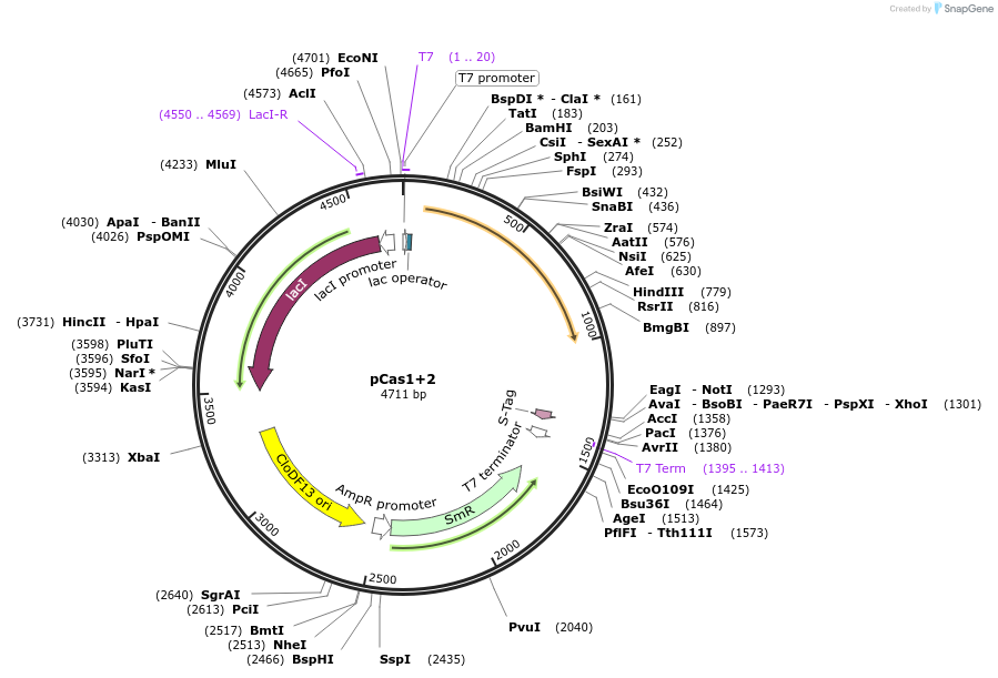 72676-plasmid-map-sequence-id-133318