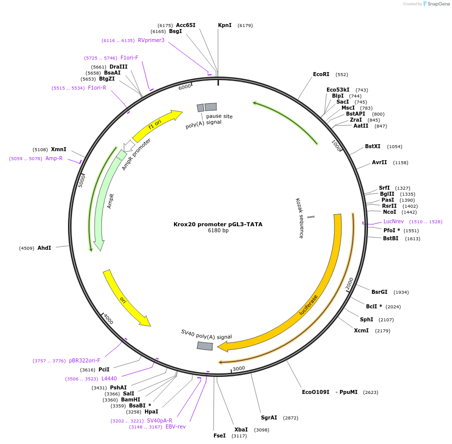 21260-plasmid-map-sequence-id-133319