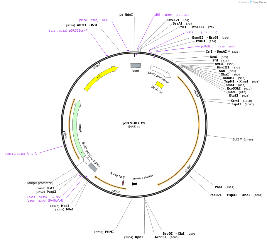 8319-plasmid-map-sequence-id-133333