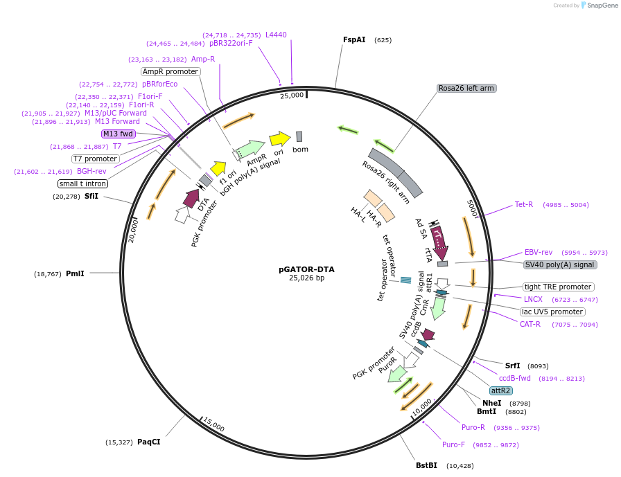 64103-plasmid-map-sequence-id-133340
