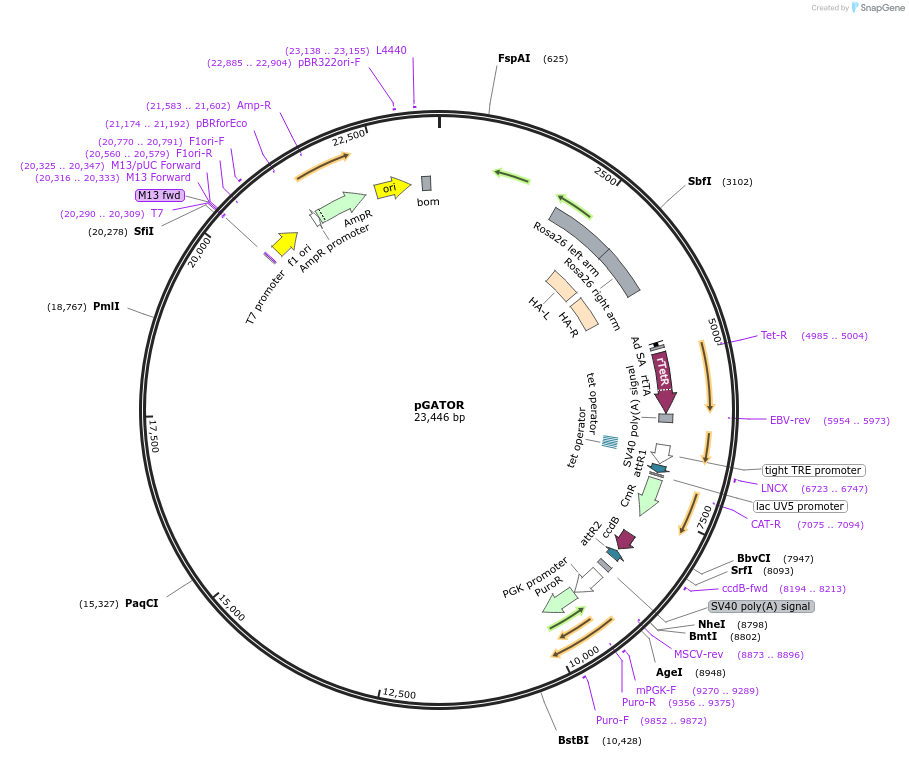 64102-plasmid-map-sequence-id-133345